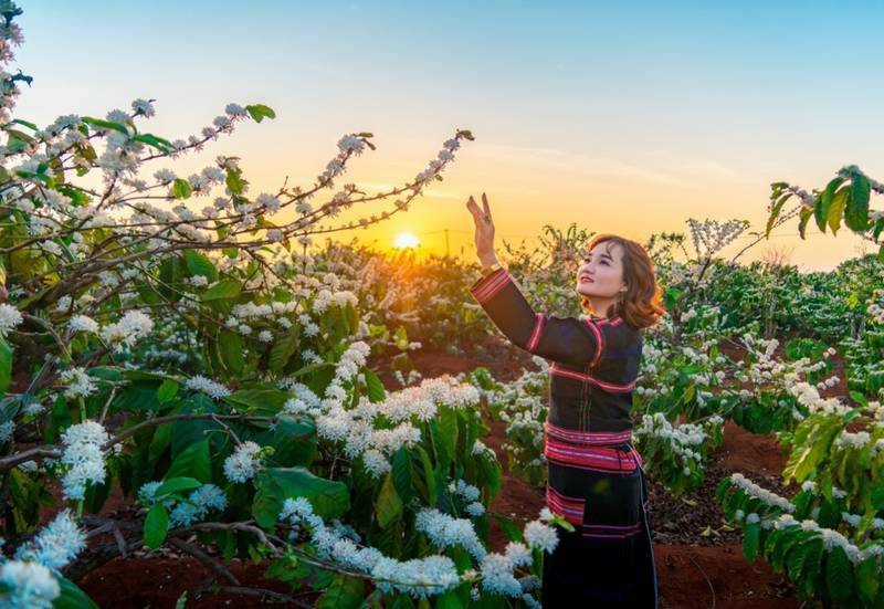 Cẩm nang và kinh nghiệm du lịch Buôn Ma Thuột mùa hoa nở