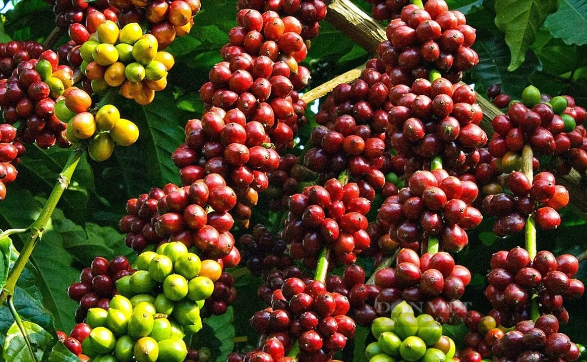 Tại sao tham quan vườn cà phê Buôn Ma Thuột lại hấp dẫn du khách?